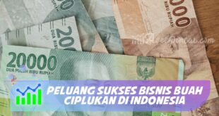 PELUANG SUKSES BISNIS BUAH CIPLUKAN DI INDONESIA